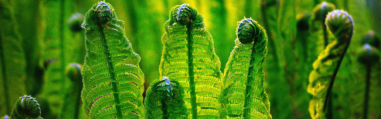 取之天然：用于自然：植物保?。汉椭C植保